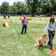 Image for article titled Welcome to Yiddish For Dogs, a program that...teaches Yiddish to dogs